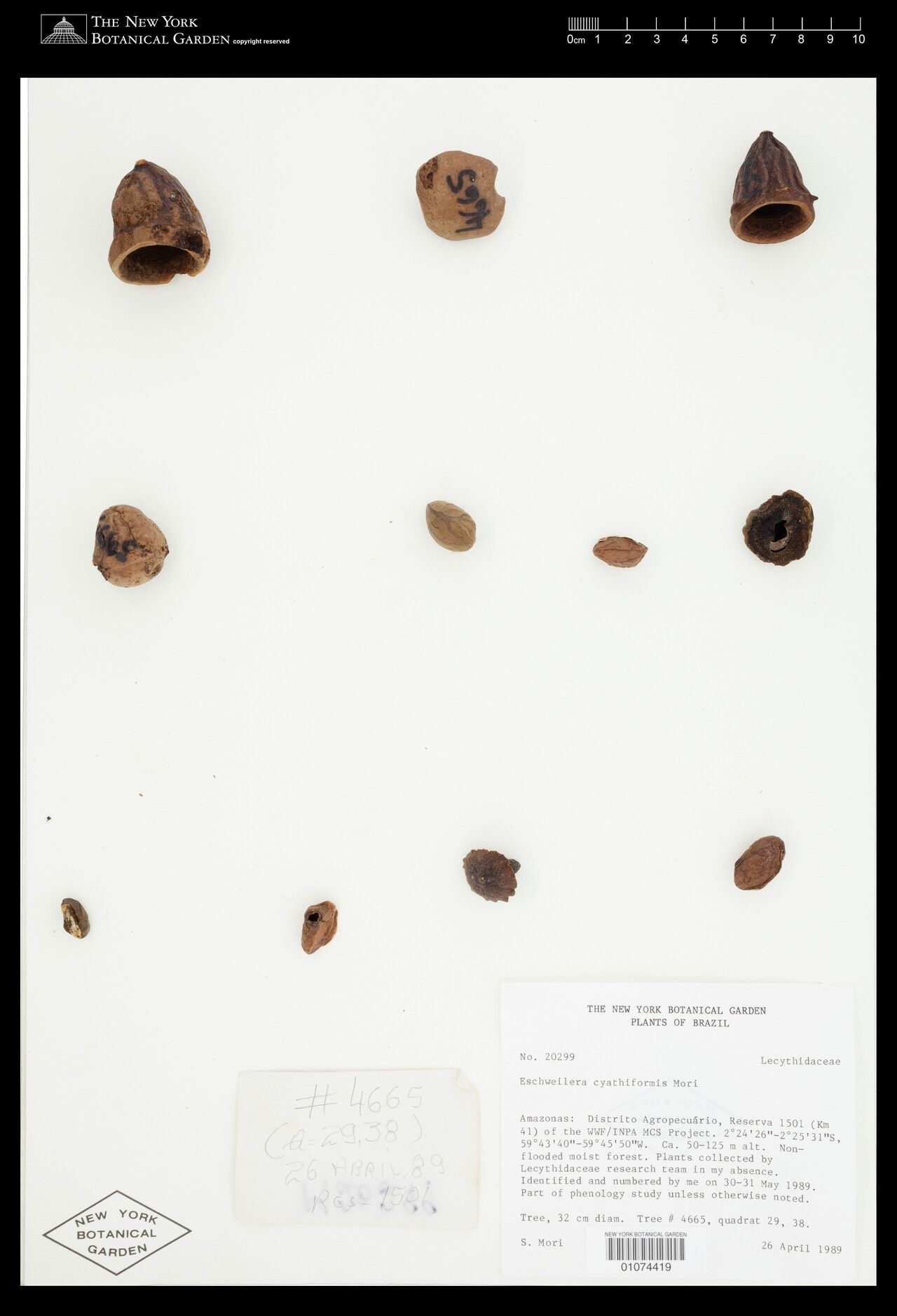 Eschweilera cyathiformis flower