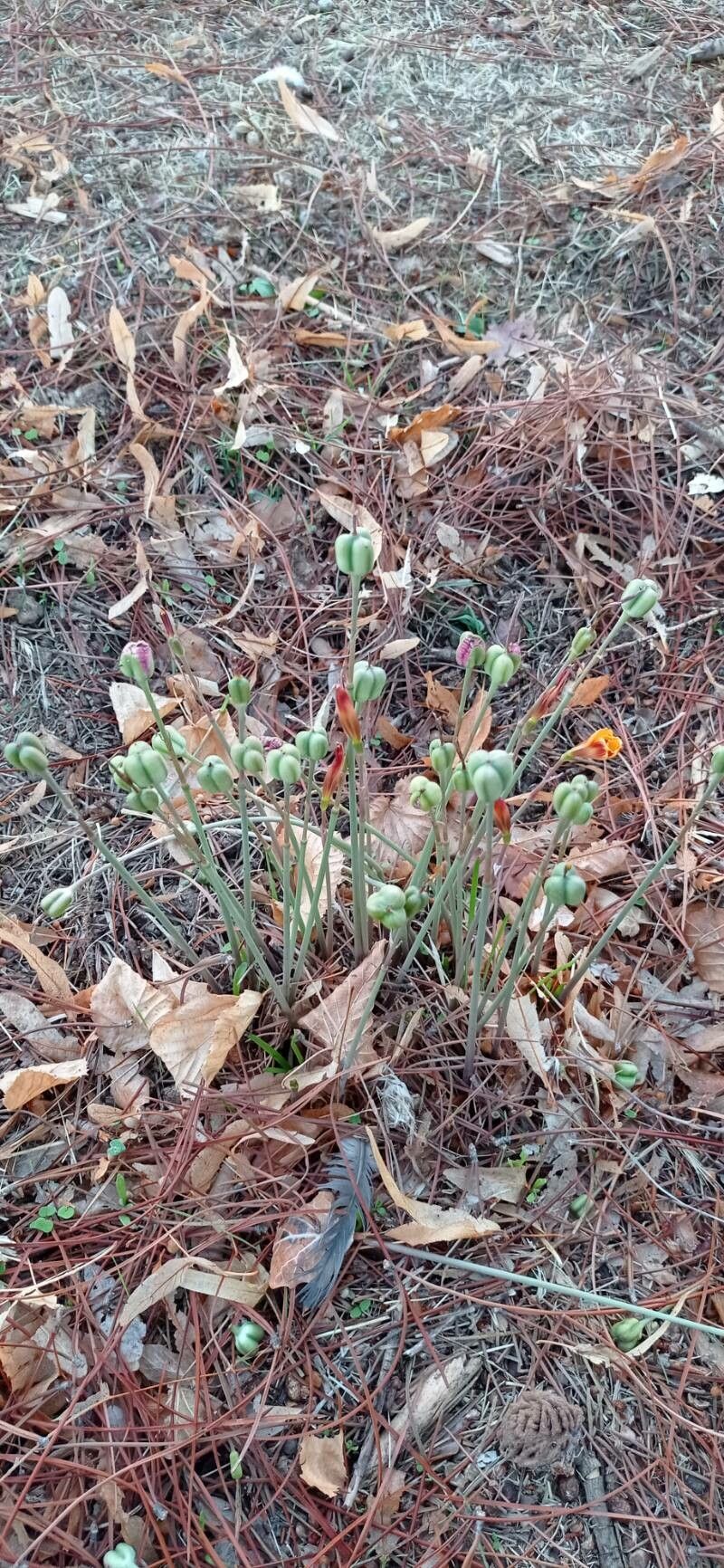 Narcissus bulbocodium fruit