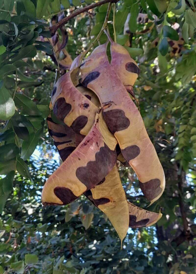 Gleditsia caspica fruit