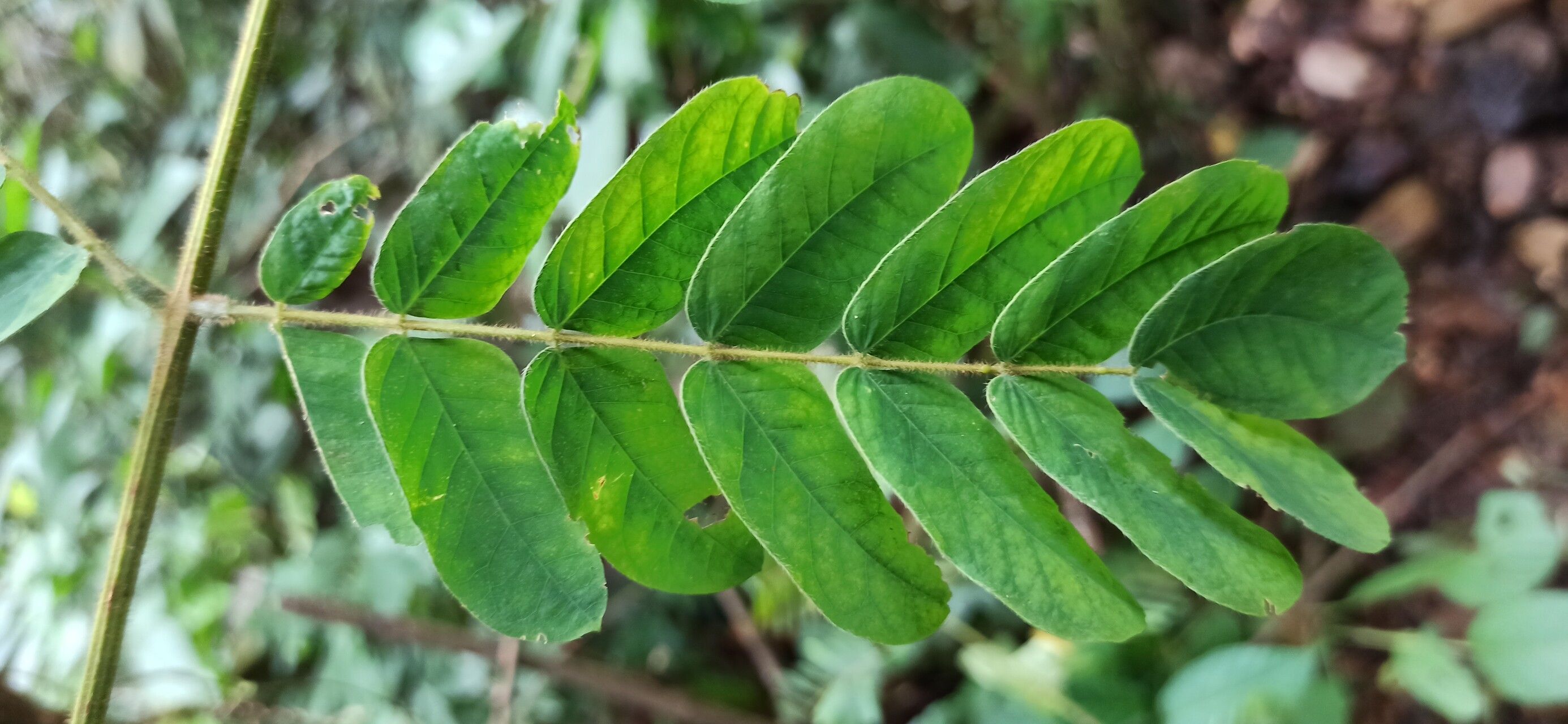 Albizia ferruginea leaf