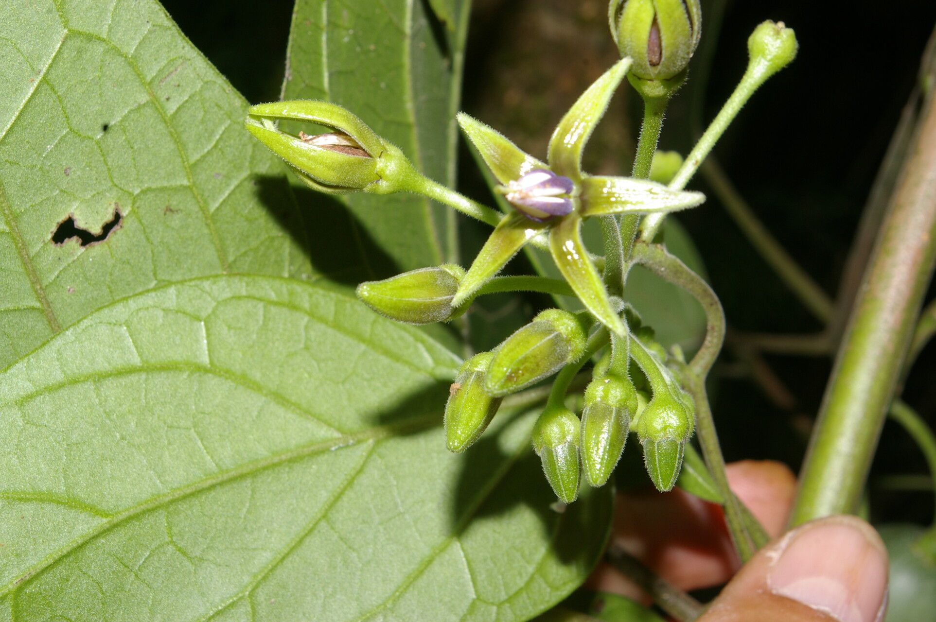 Solanum circinatum flower