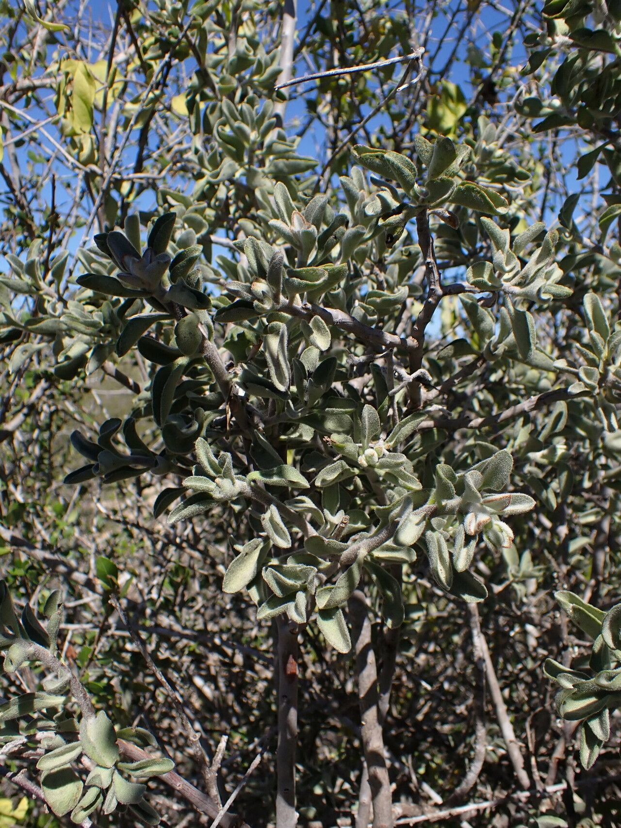 Kalanchoe viguieri habit