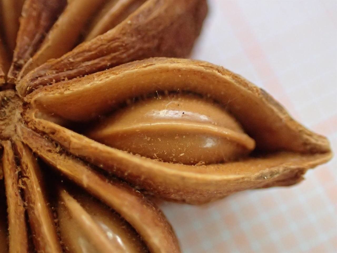 Illicium verum fruit