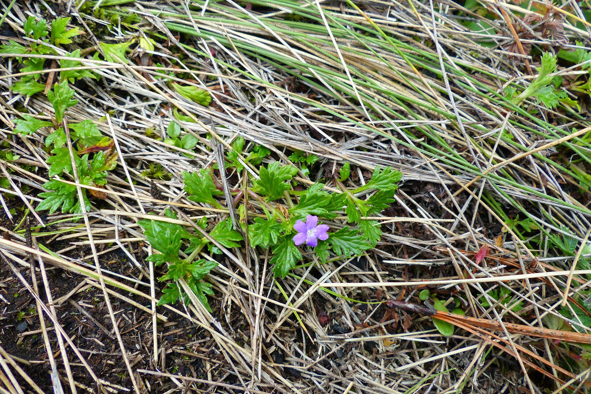 Geranium potentillifolium — houseplant care guide