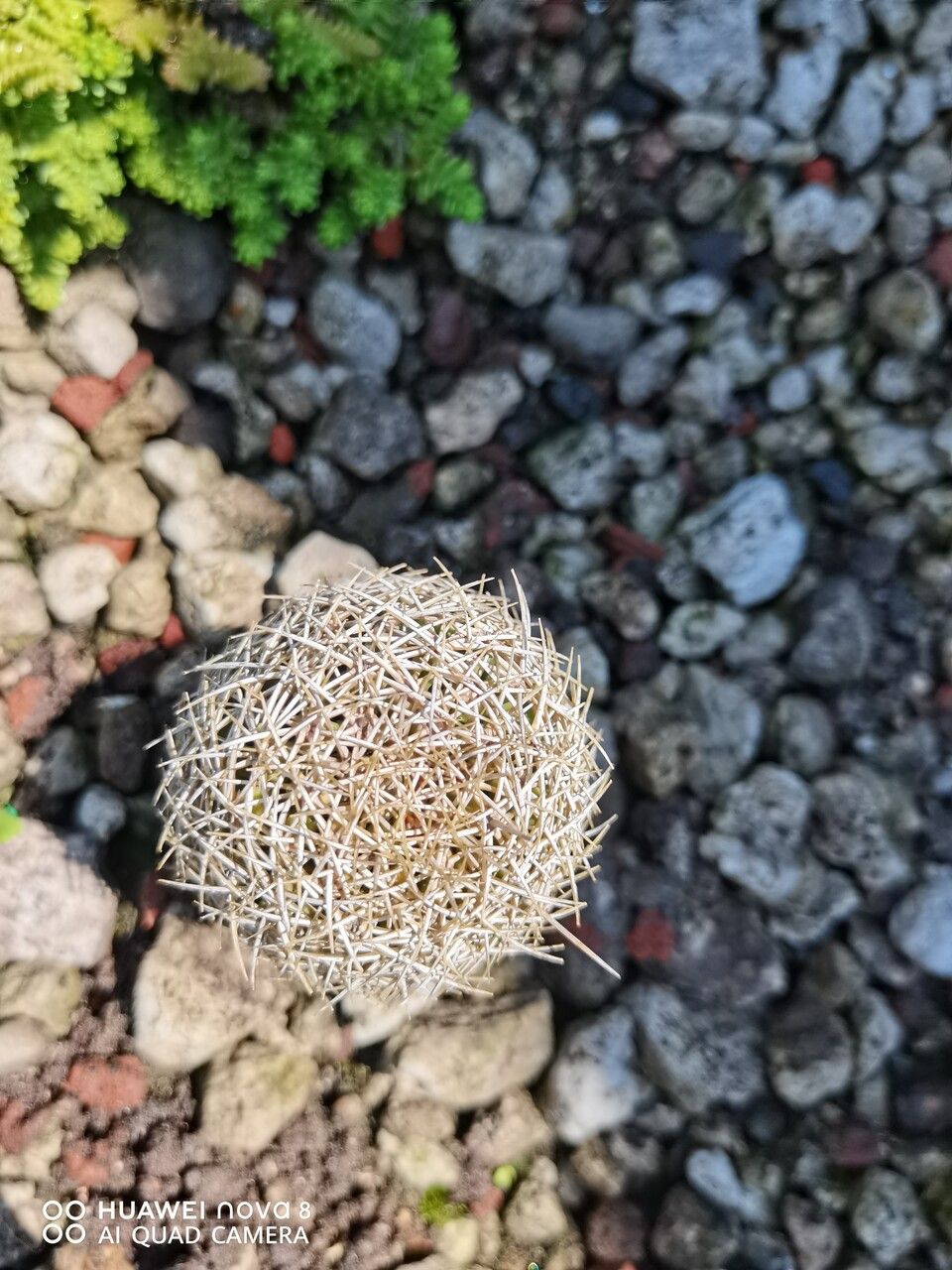 Coryphantha erecta bark