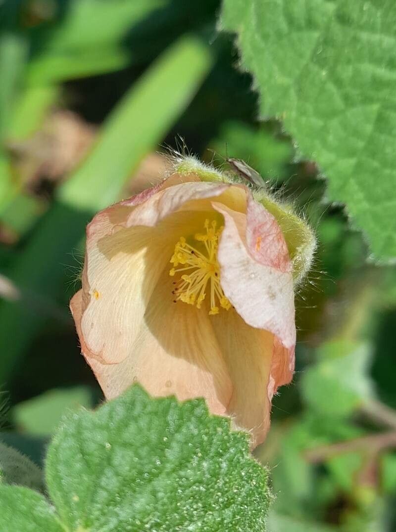 Callianthe pauciflora flower