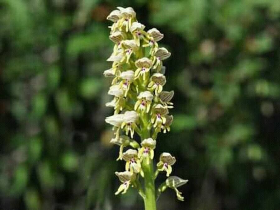 Orchis galilaea — search result for 'Israel'