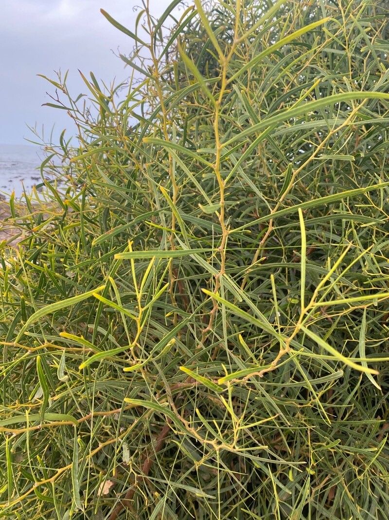 Acacia rostellifera — search result for 'Acacia'