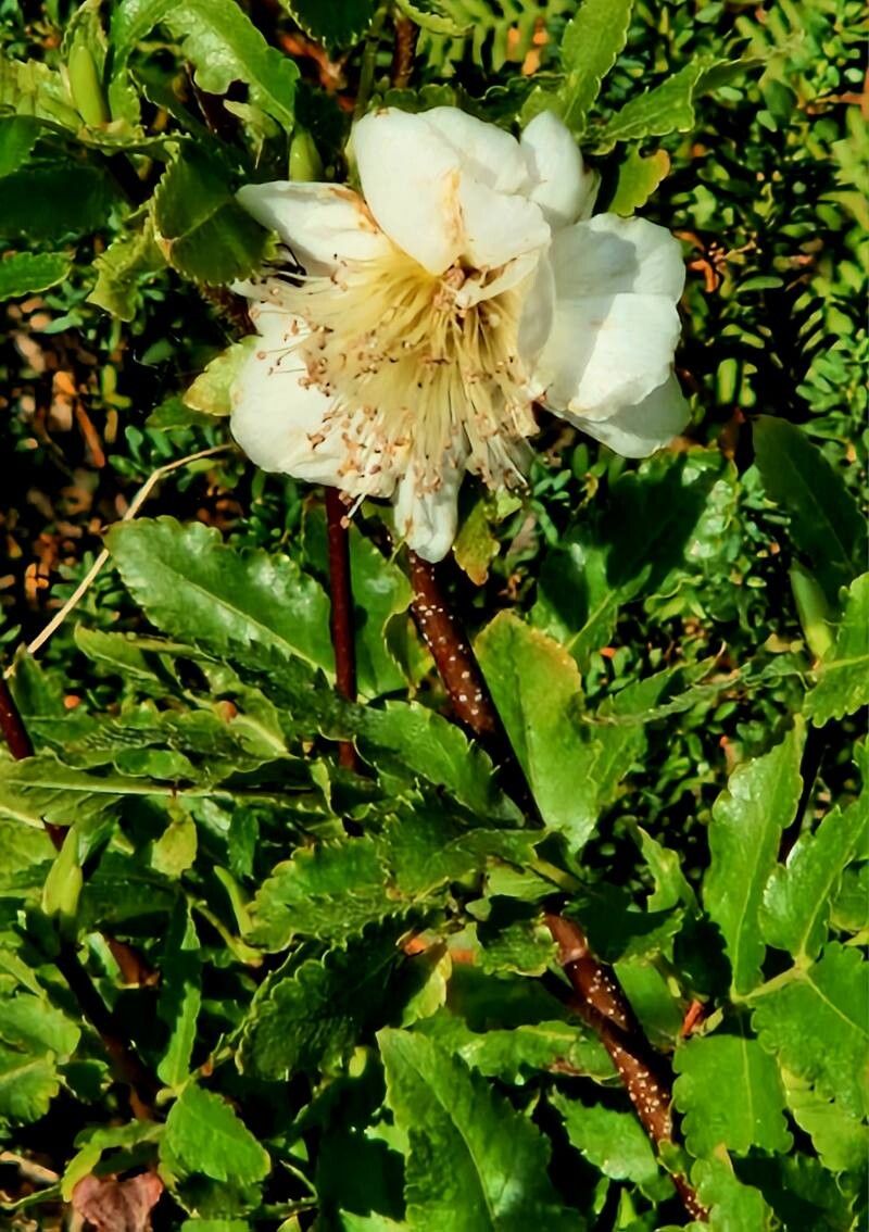 Eucryphia glutinosa flower