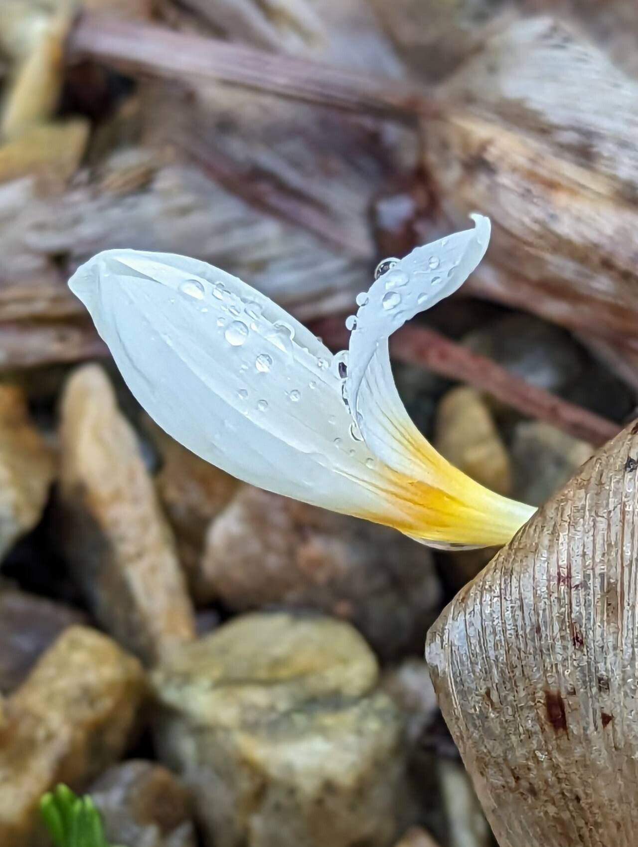 Crocus kotschyanus flower