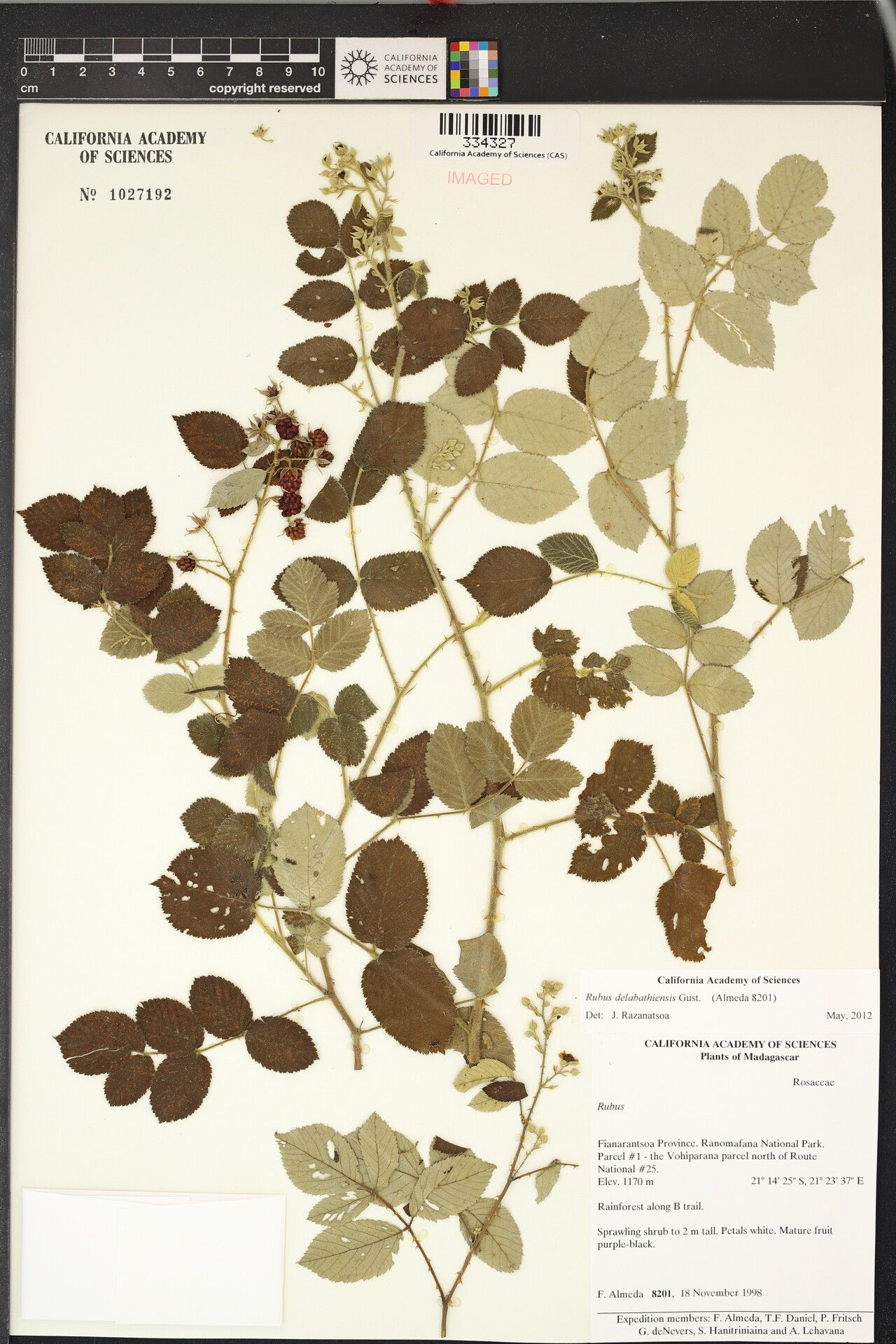 Rubus delabathiensis — houseplant care guide