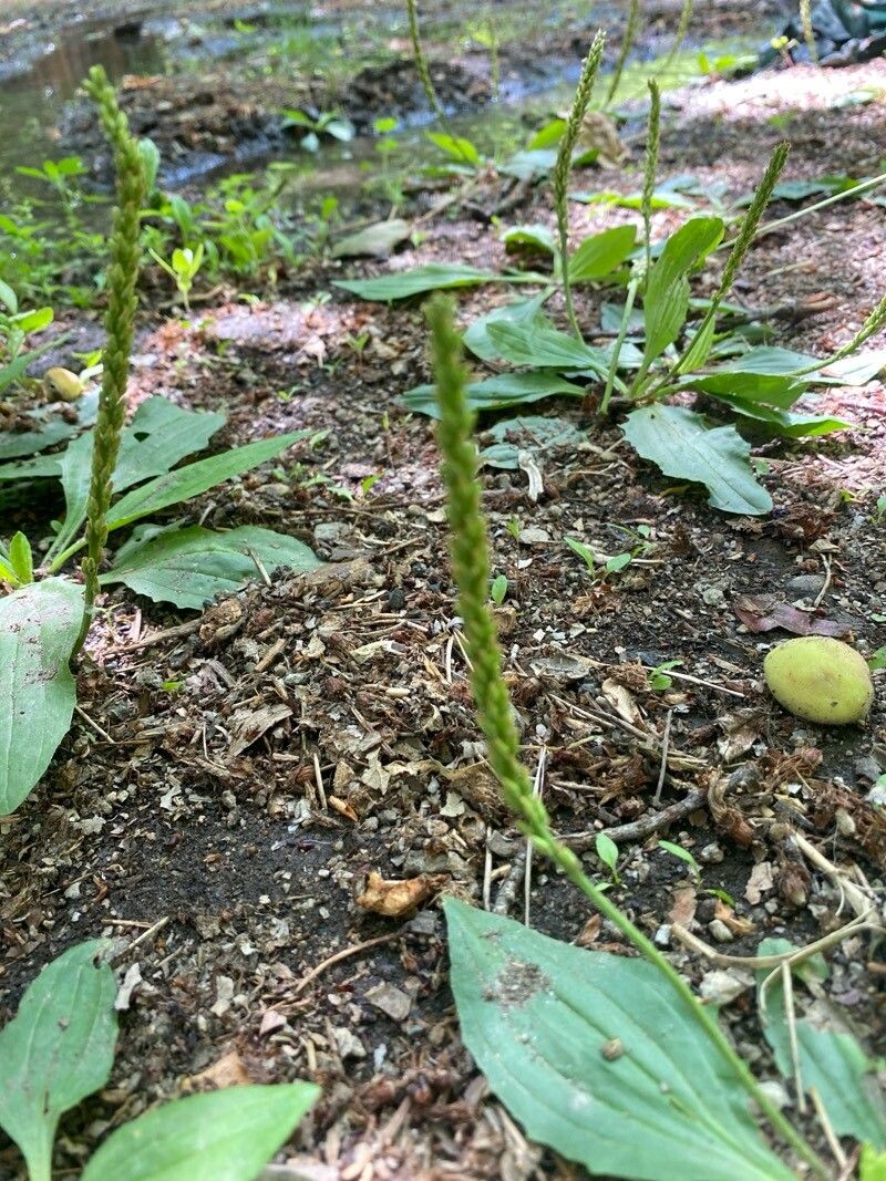 Plantago depressa flower