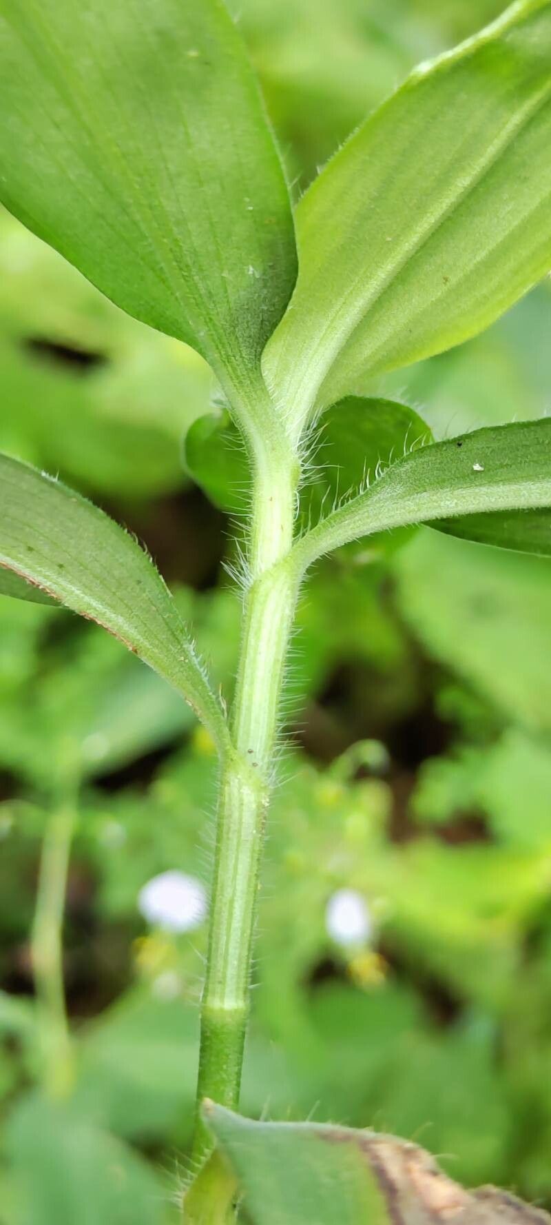 Aneilema umbrosum — houseplant care guide