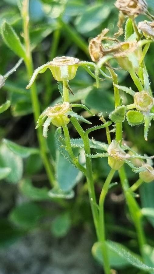 Campanula zoysii fruit