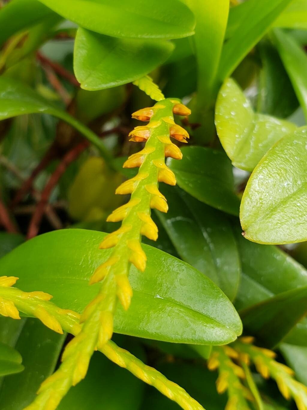 Bulbophyllum acutebracteatum flower