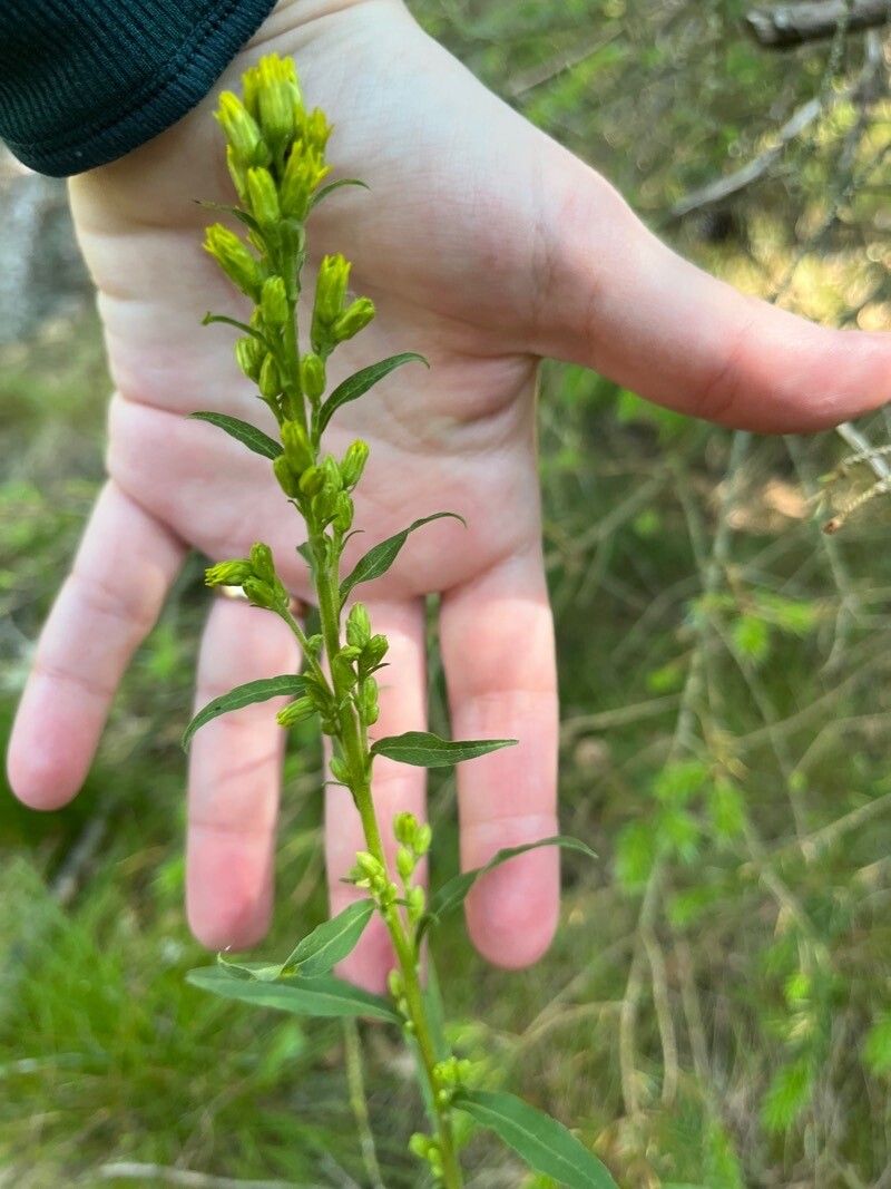 Solidago puberula — search result for 'Solidago'