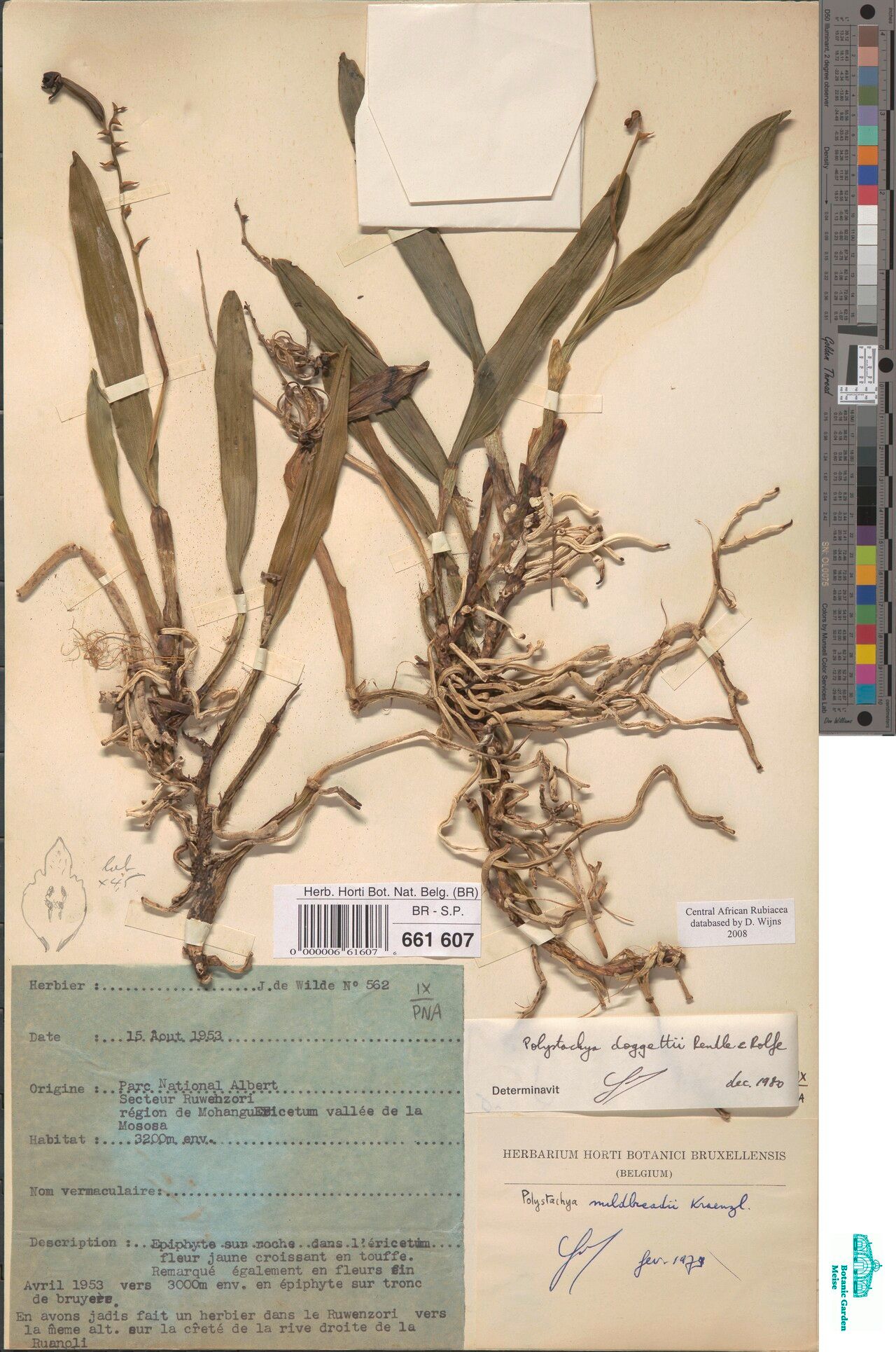 Polystachya doggettii — houseplant care guide