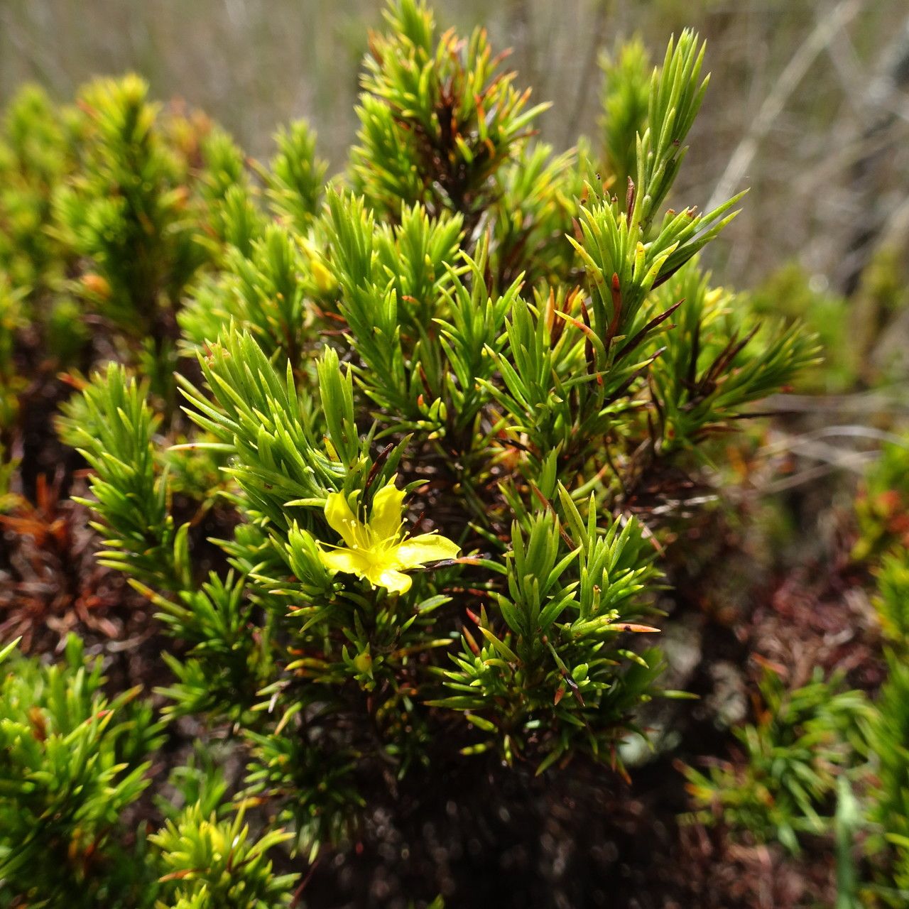 Hypericum juniperinum habit