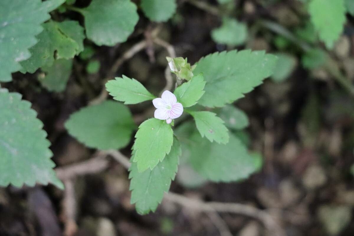 Veronica japonensis — houseplant care guide