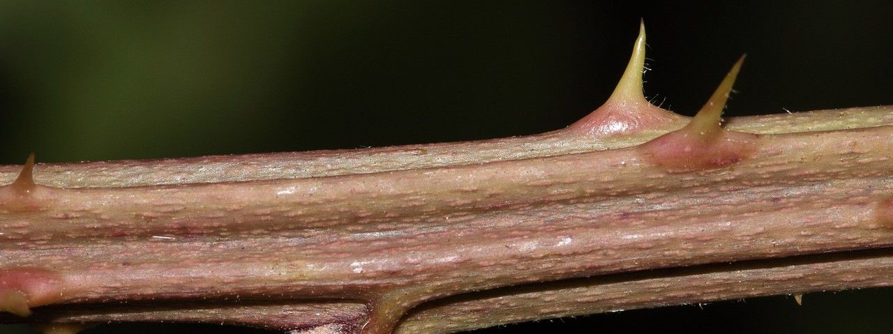 Rubus pericrispatus bark
