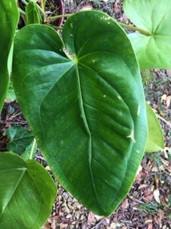 Anthurium guildingii — houseplant care guide