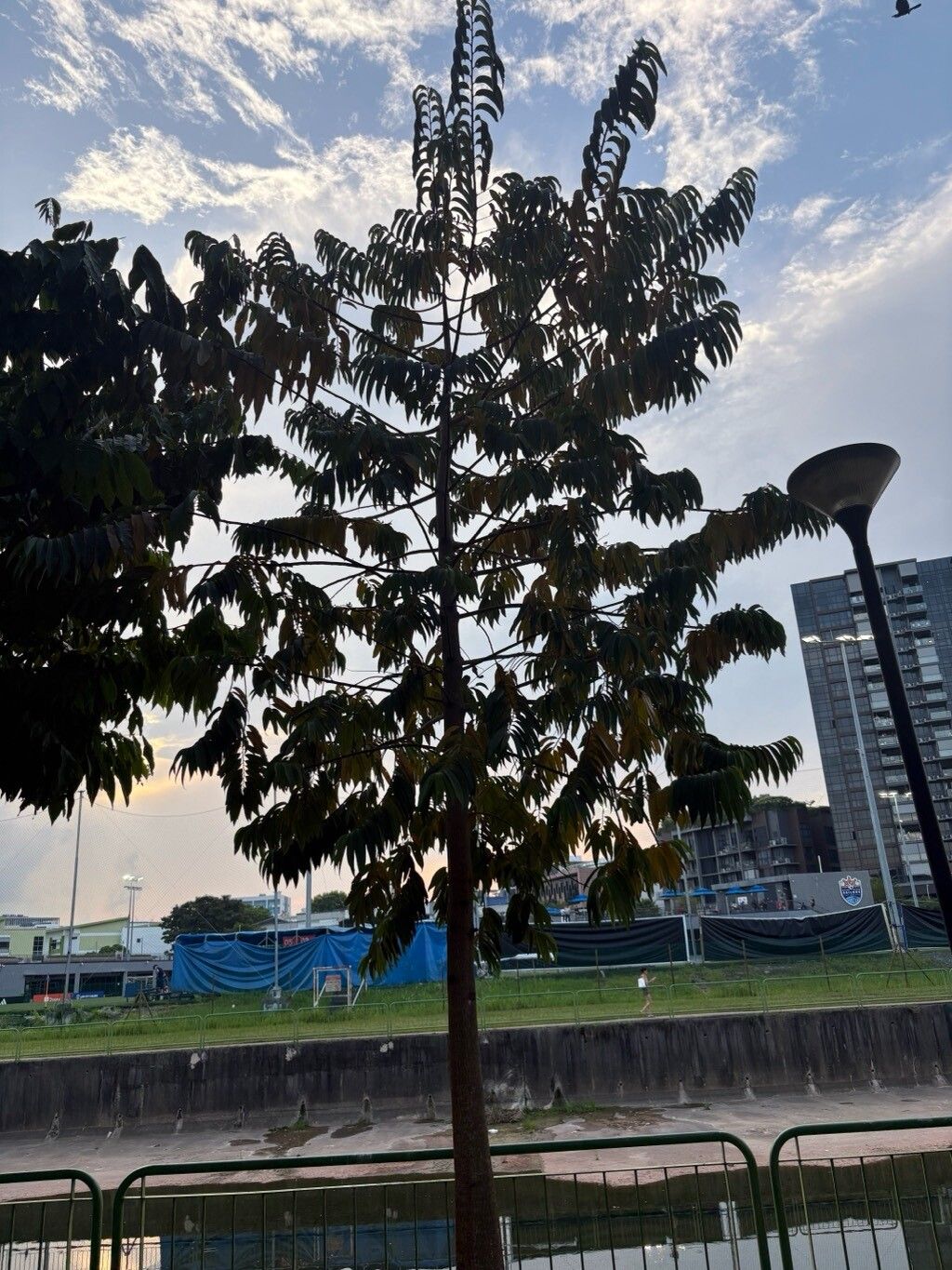 Horsfieldia irya other