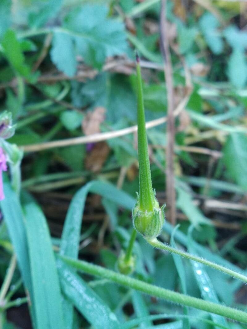 Erodium manescavi fruit