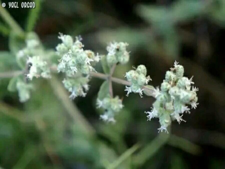 Origanum syriacum flower