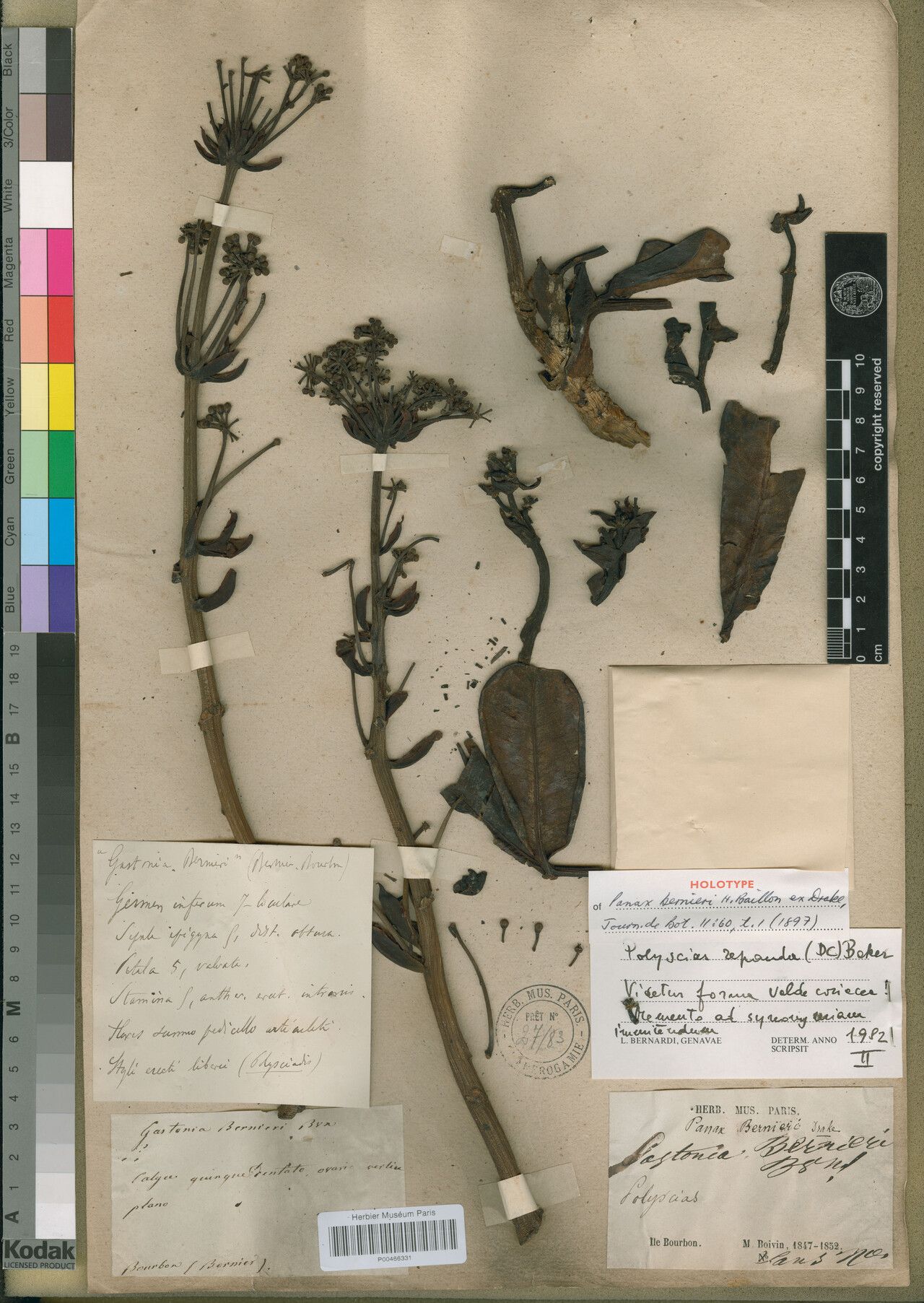 Polyscias bernieri — search result for 'Polyscias'