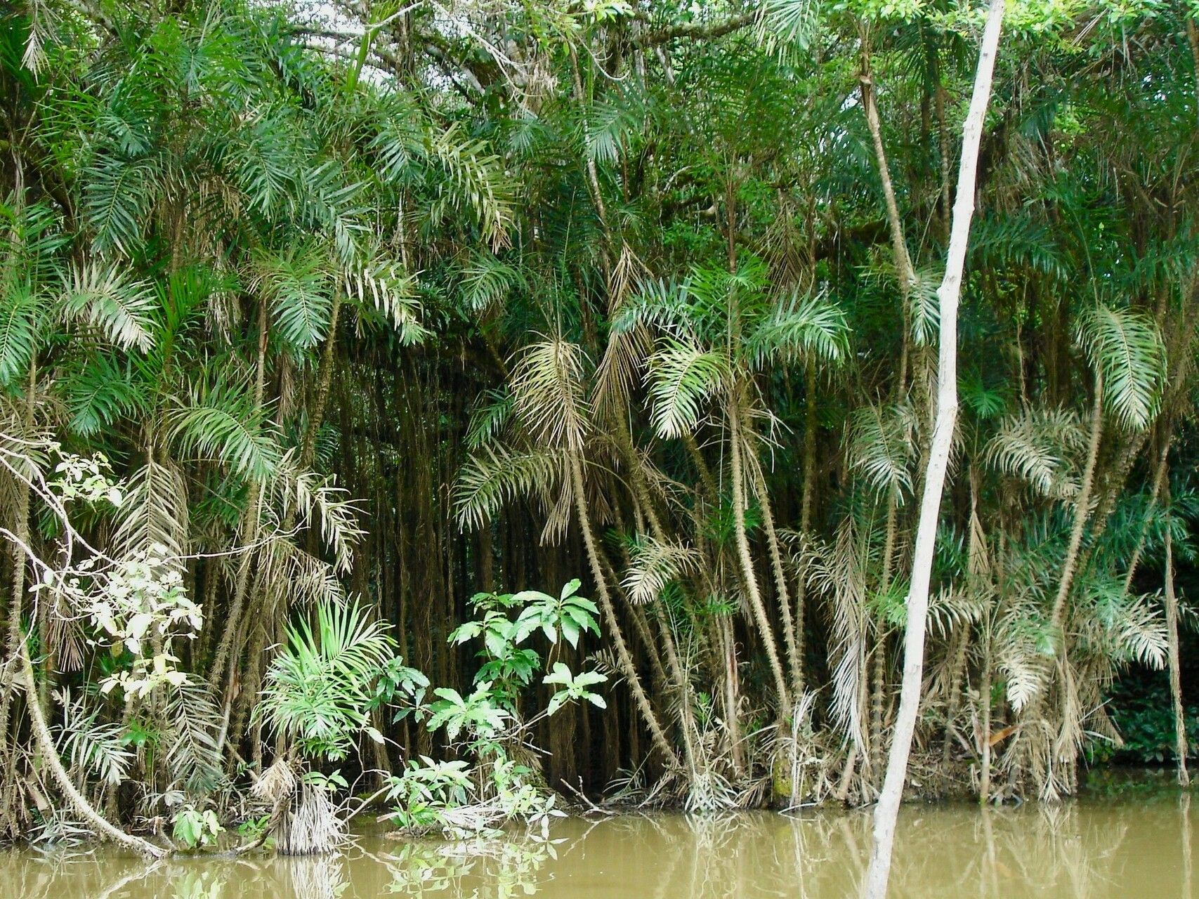 Bactris riparia habit
