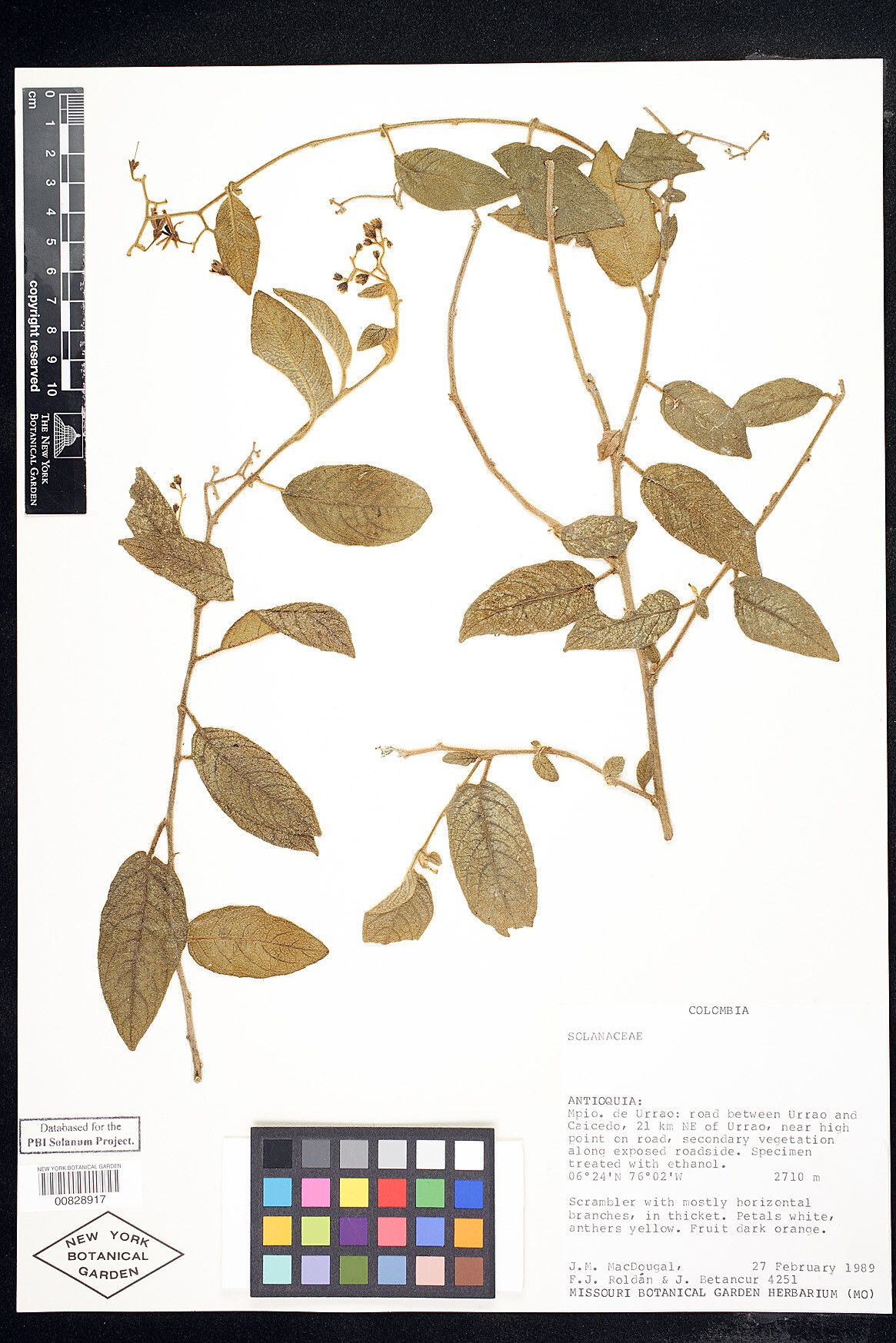 Solanum aspersum — houseplant care guide