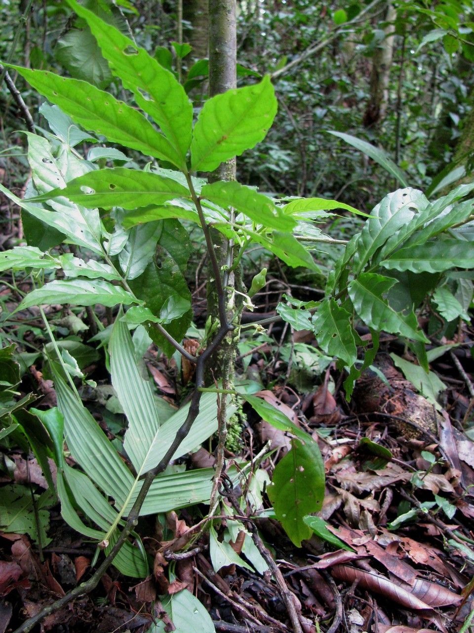 Solanum trizygum habit