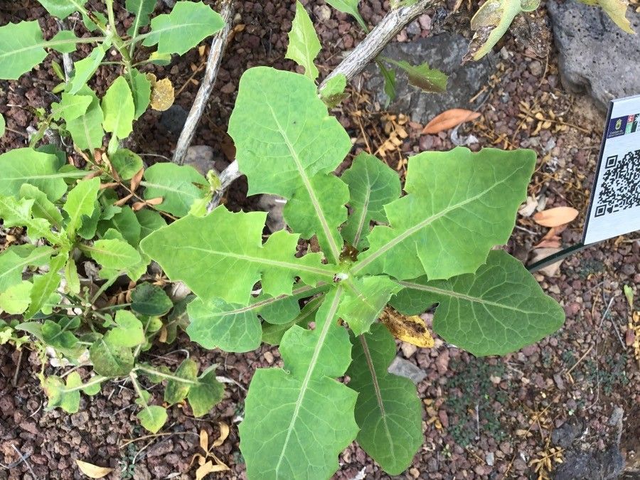 Sonchus brachylobus — search result for 'Sonchus'