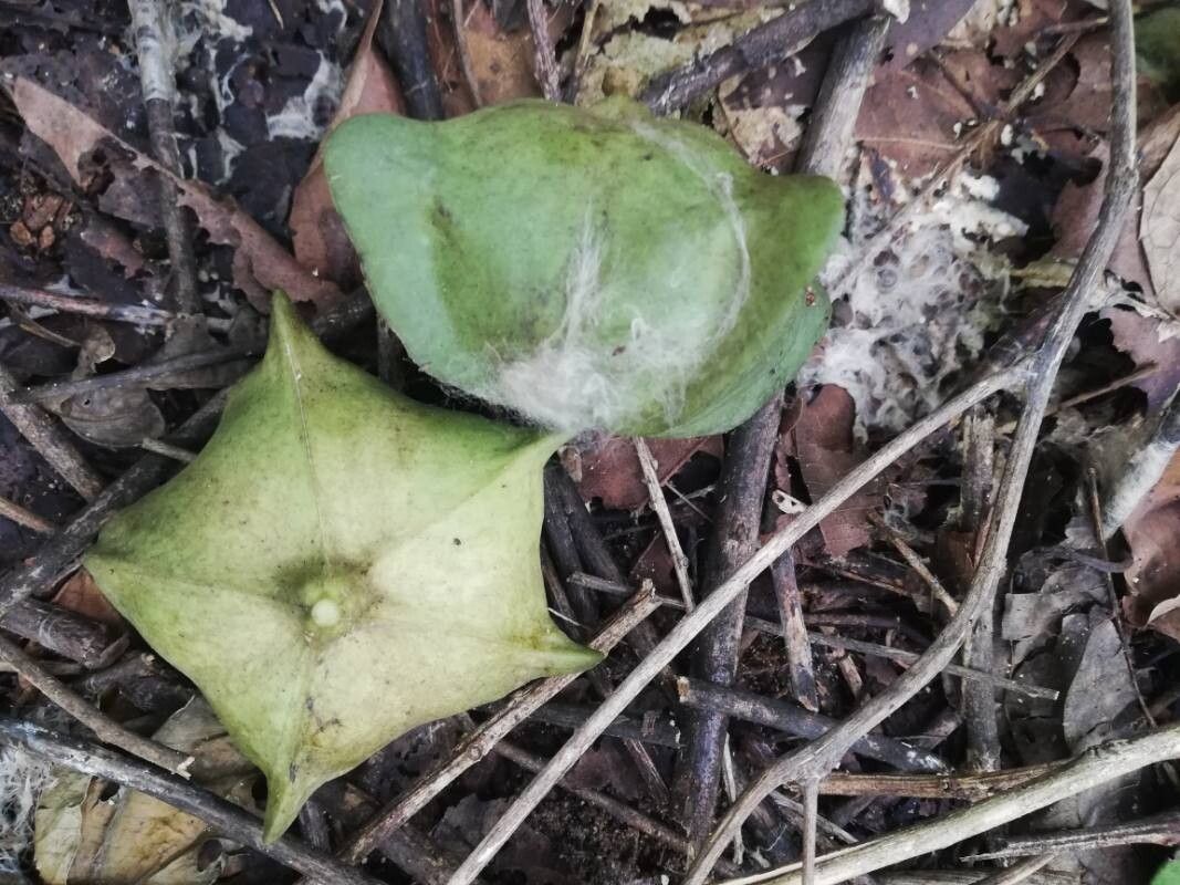 Plukenetia conophora fruit