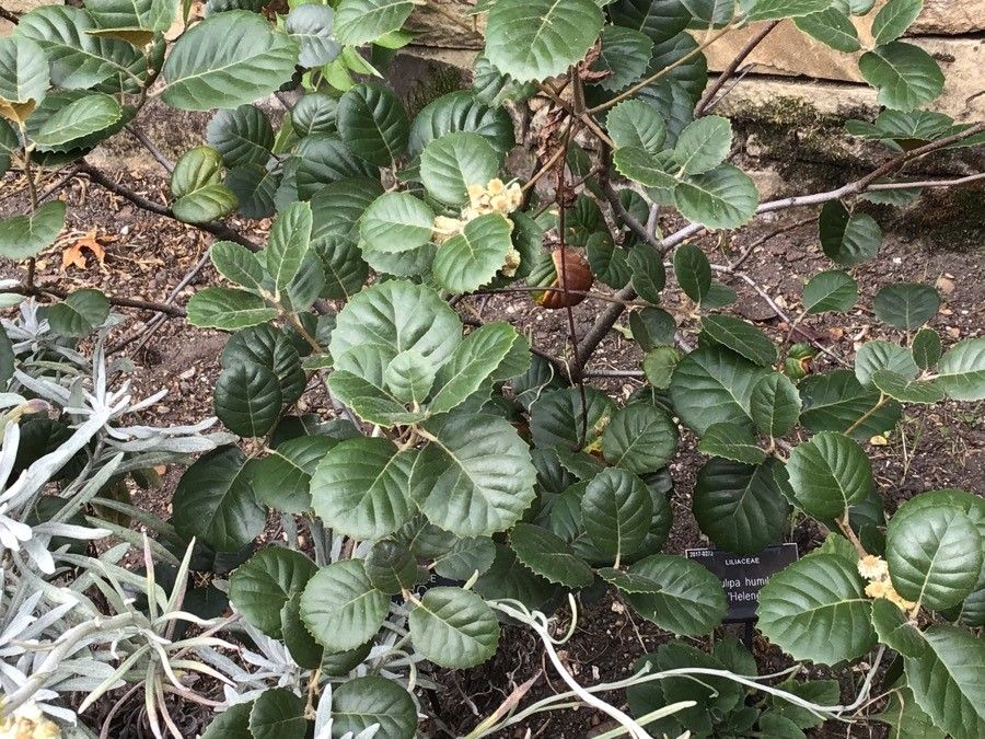 Quercus alnifolia — search result for 'Cyprus'