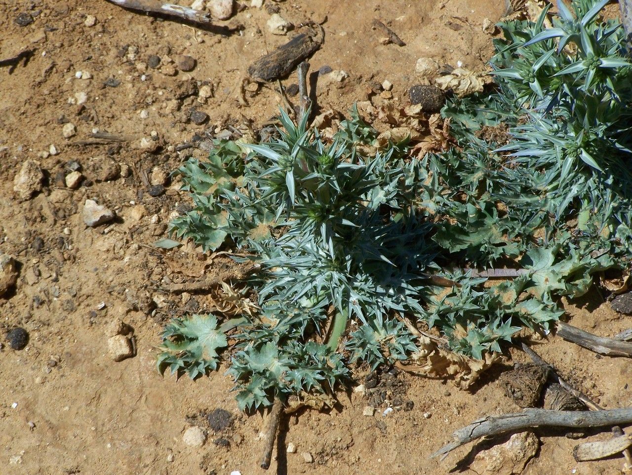 Eryngium triquetrum habit