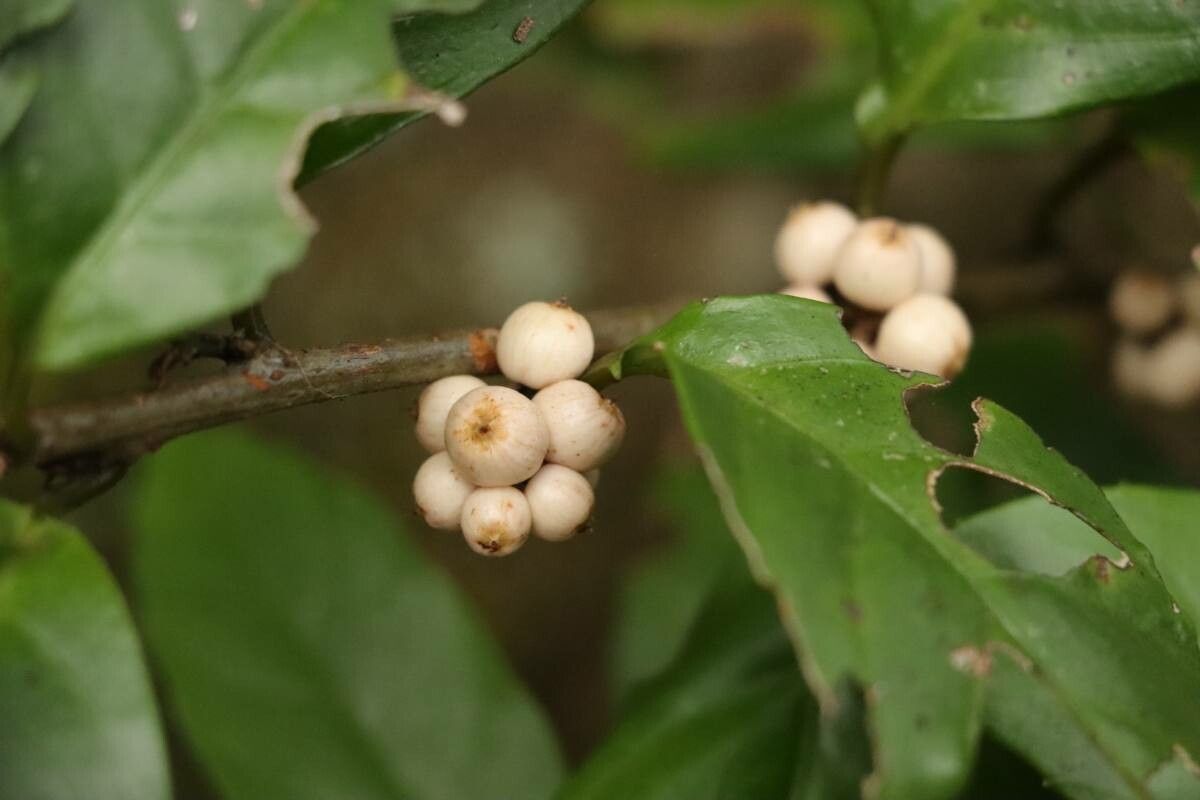 Maesa japonica — related species from the same genus