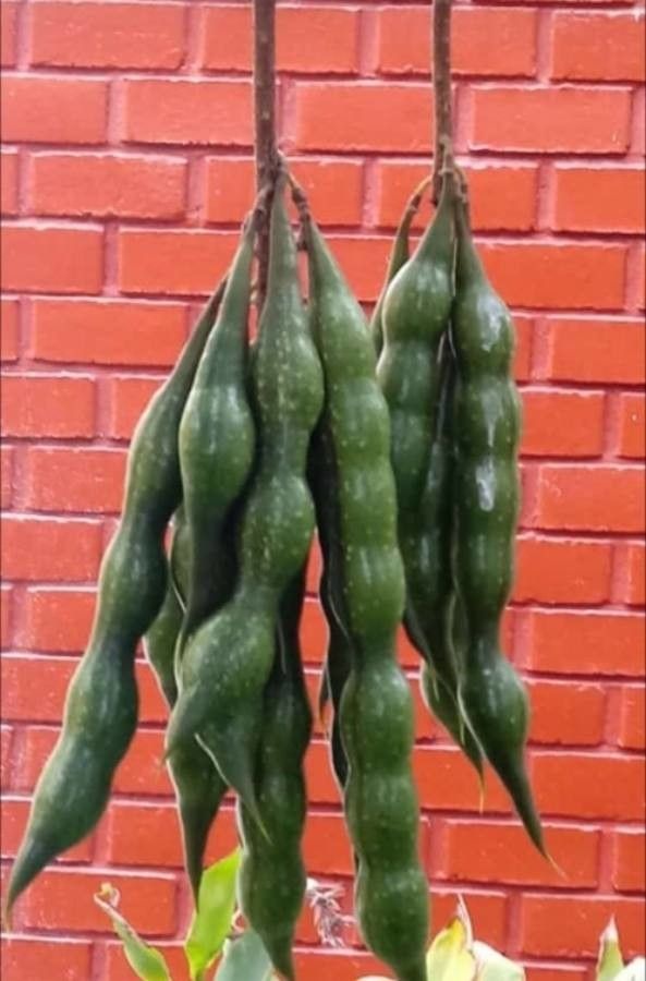 Erythrina edulis fruit