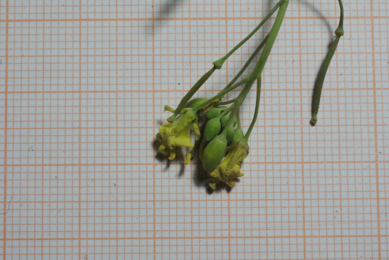 Diplotaxis simplex flower