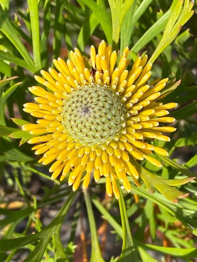 Protea scolymocephala flower