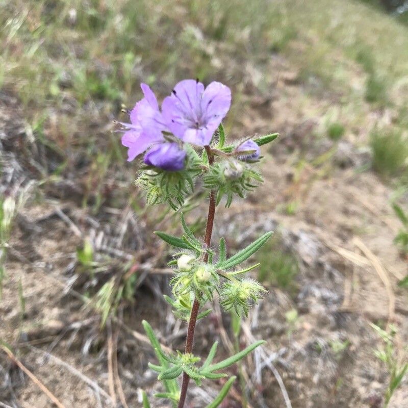 Phacelia linearis bark