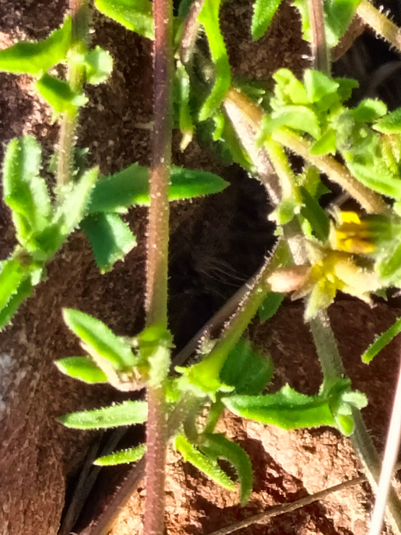 Rhigozum obovatum bark