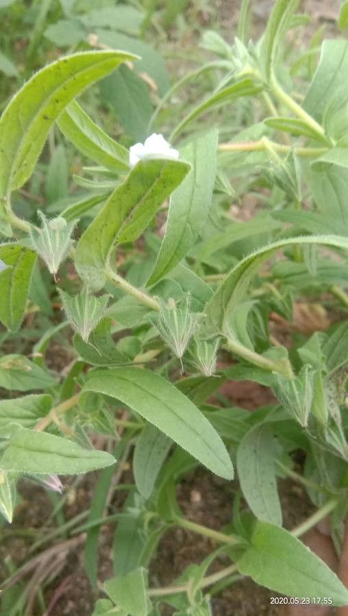 Trichodesma indicum fruit