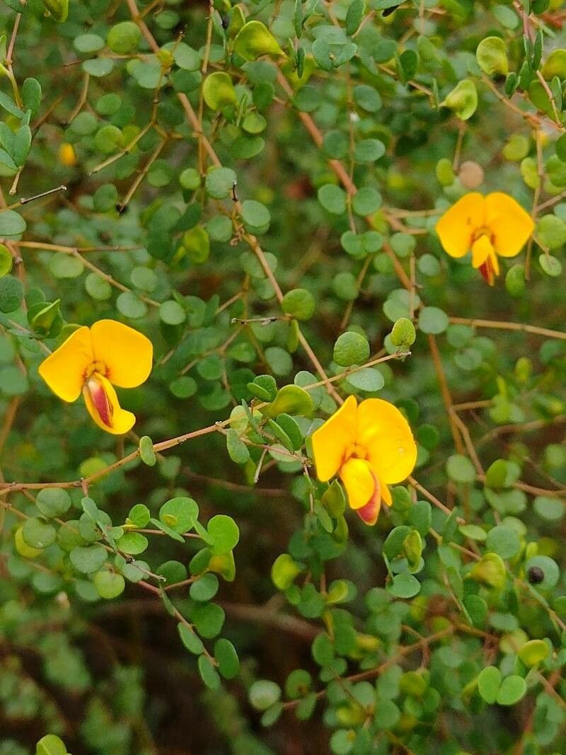 Bossiaea lenticularis flower