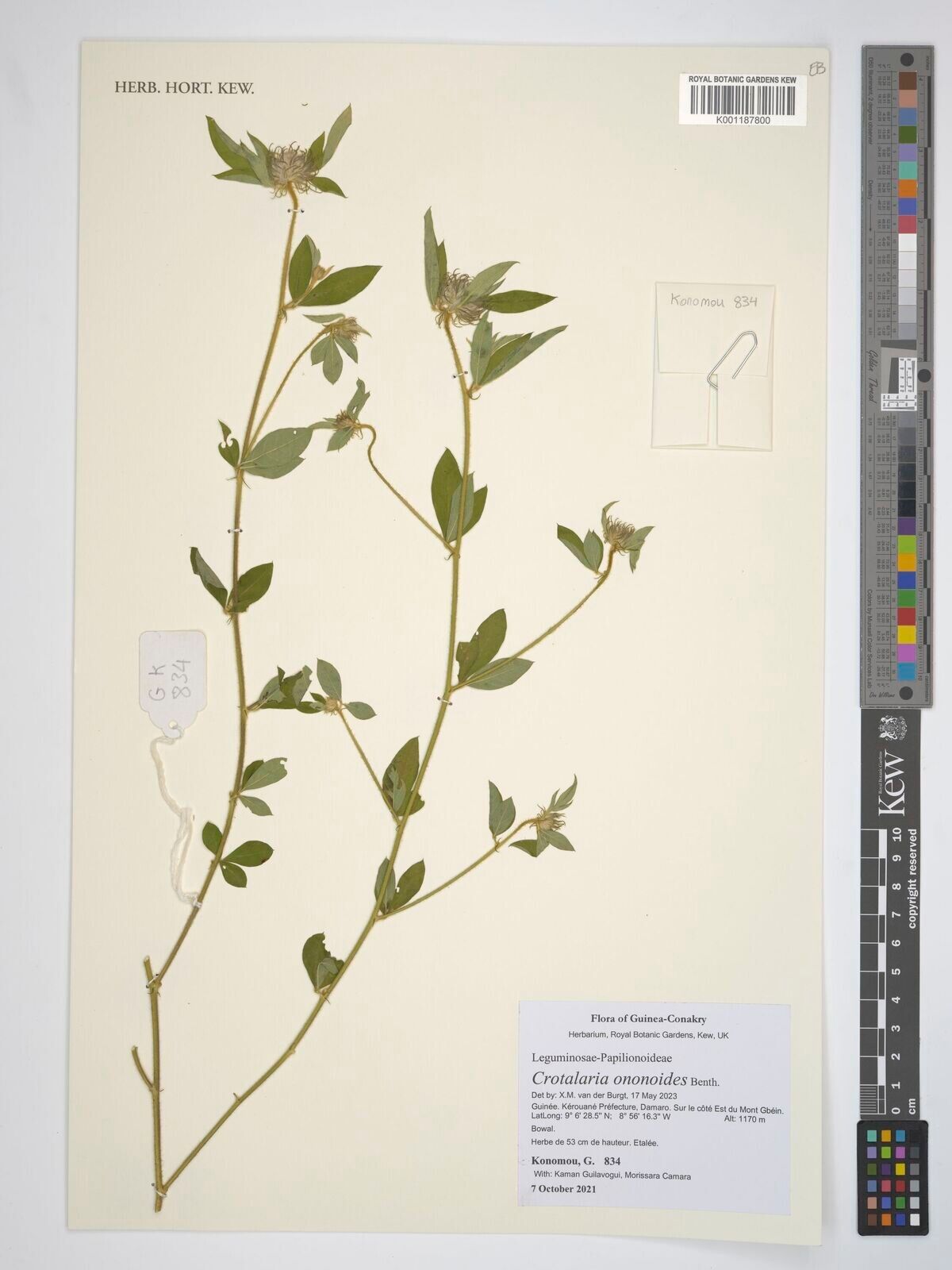 Crotalaria ononoides — houseplant care guide