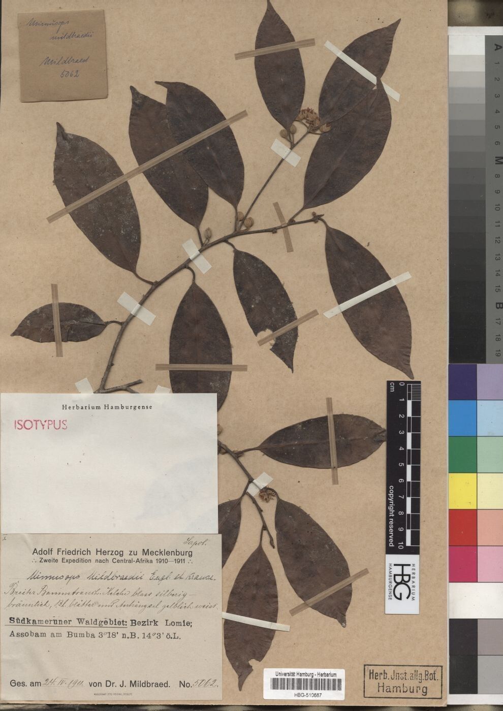 Mimusops mildbraedii — houseplant care guide