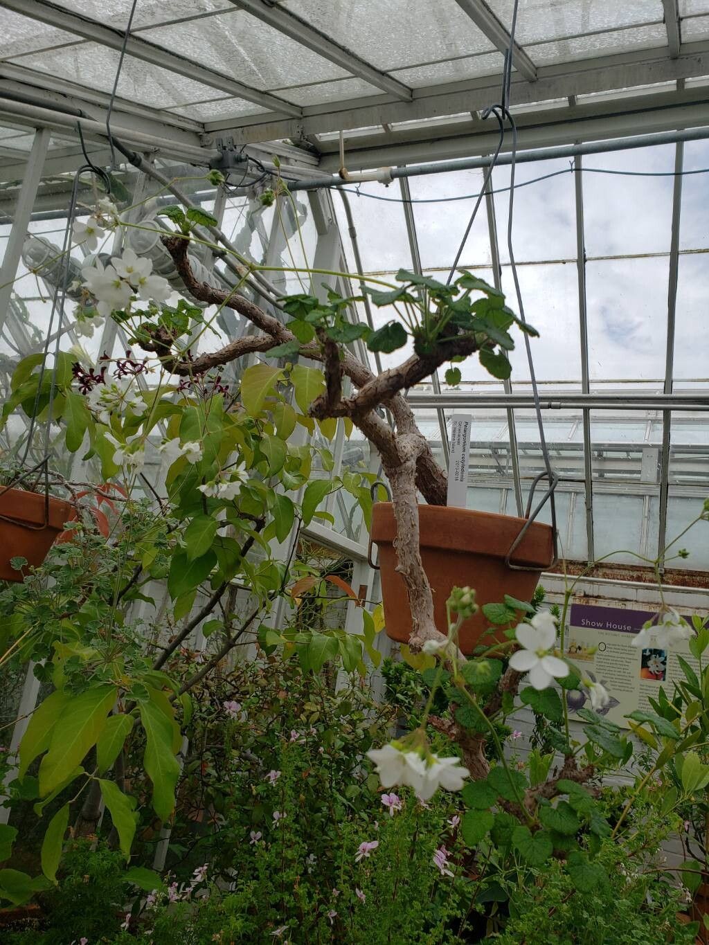 Pelargonium cotyledonis habit