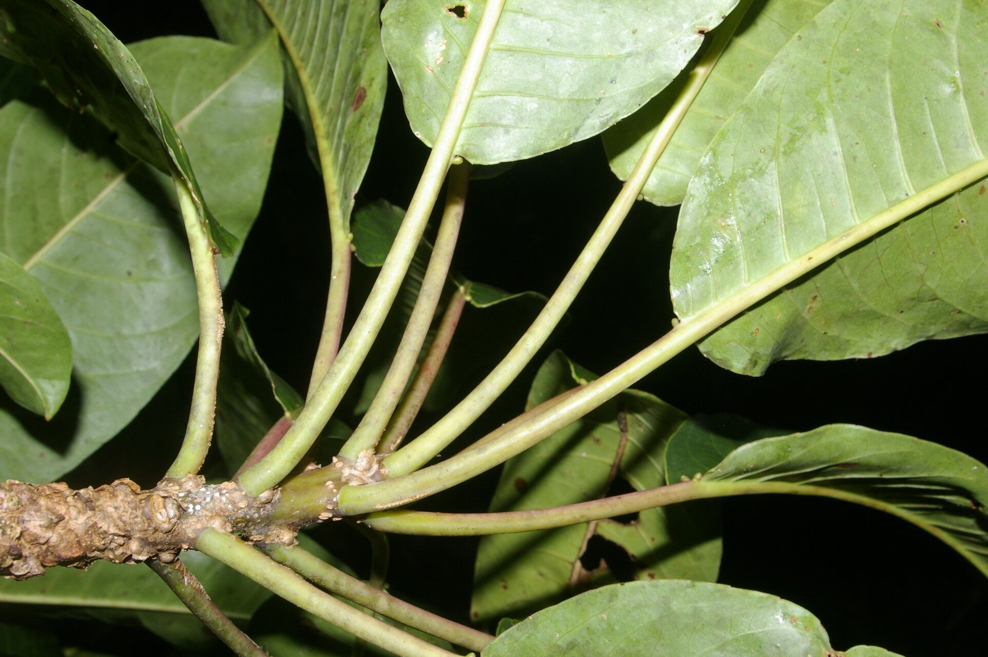Sapium pachystachys fruit
