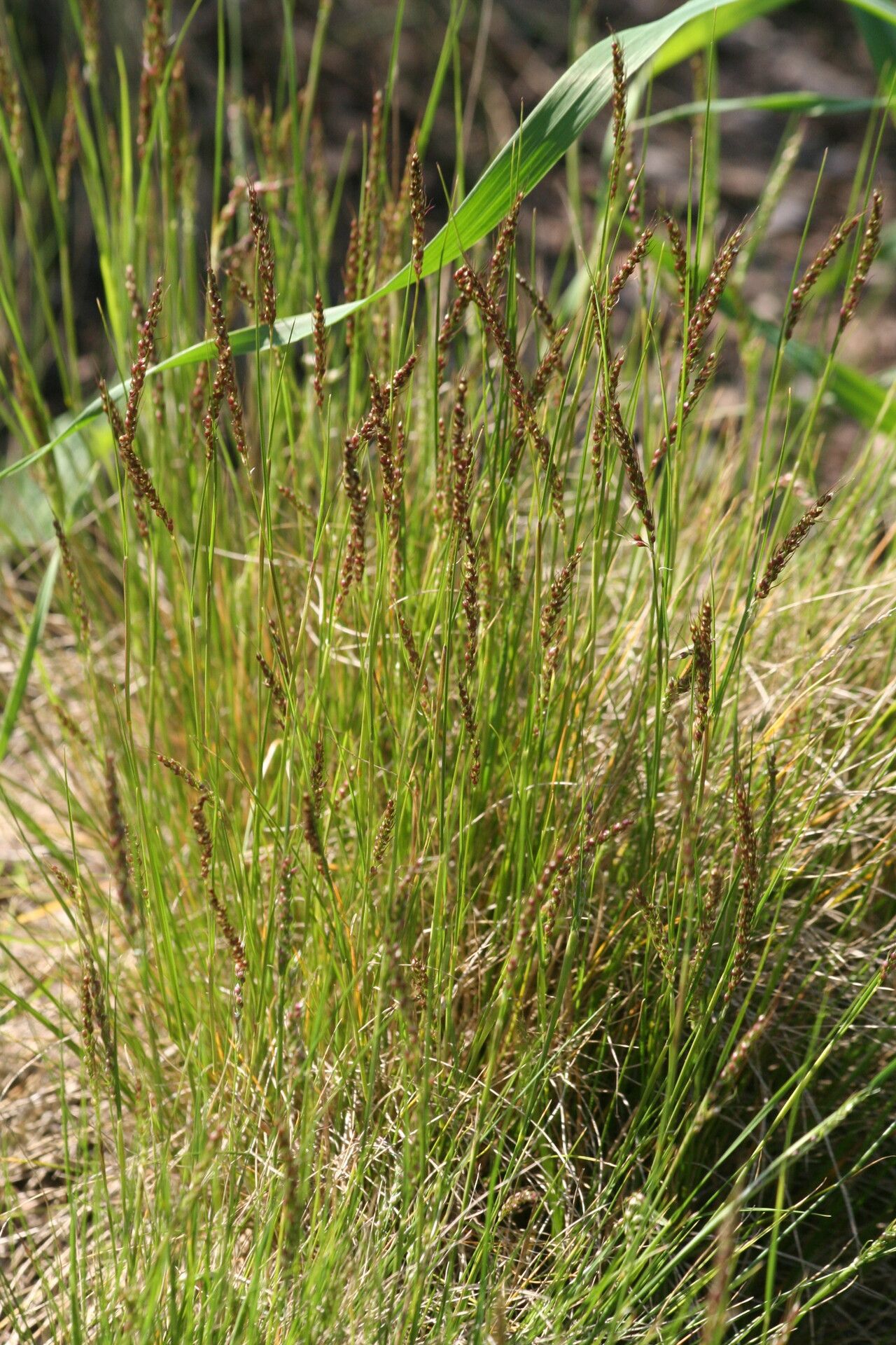 Piptochaetium montevidense flower