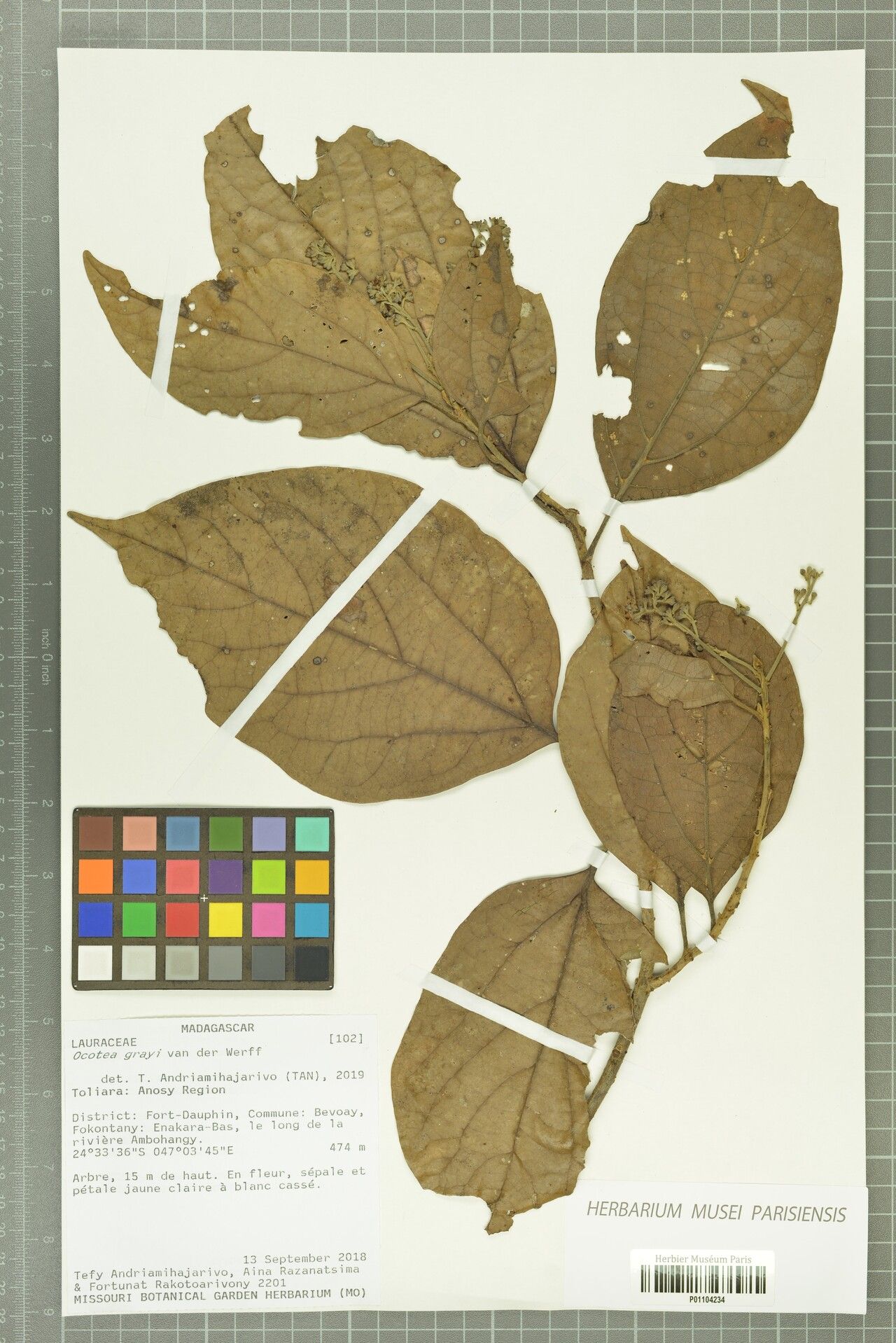 Ocotea grayi — houseplant care guide